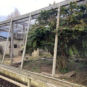 Out of Africa mixed aviary 010323