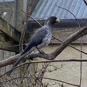 Western plantain-eater 010323