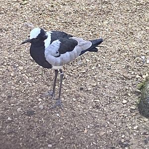 Blacksmith plover 010323