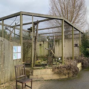 Out of Africa mixed aviary 010323