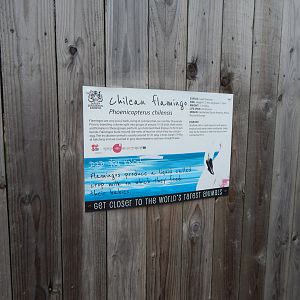 Chilean flamingo signage 241122