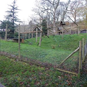 Colombian black spider monkey enclosure 241122