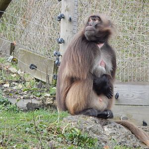 Gelada 241122