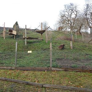Gelada enclosure 241122