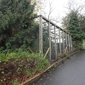 Eurasian great grey owl aviary 241122