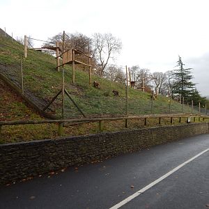 Gelada enclosure 241122