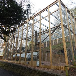 Snowy owl aviary 241122