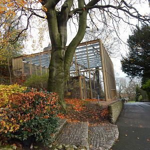 Snowy owl aviary 241122