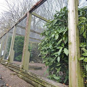 Burrowing owl aviary 241122