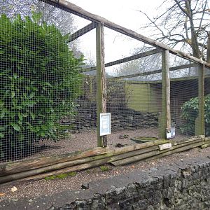 Burrowing owl aviary 241122