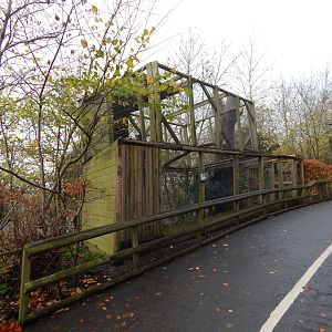 Eurasian Northern hawk-owl aviary 241122