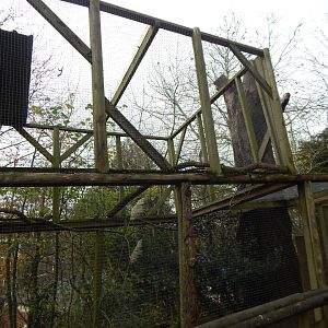 Eurasian Northern hawk-owl aviary 241122