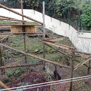 Eurasian wolverine enclosure 241122