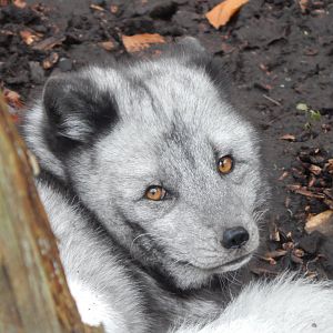 Arctic fox 241122