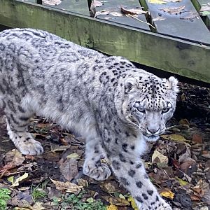 Snow leopard 241122