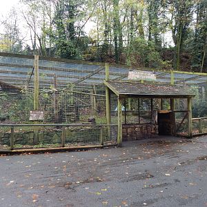 Carpathian lynx enclosure241122