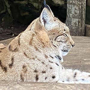 Carpathian lynx 241122