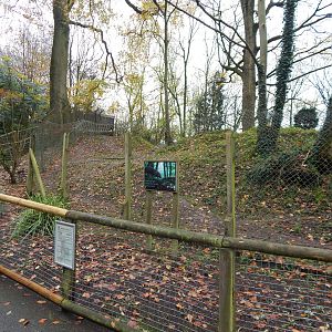 Bush dog enclosure 241122