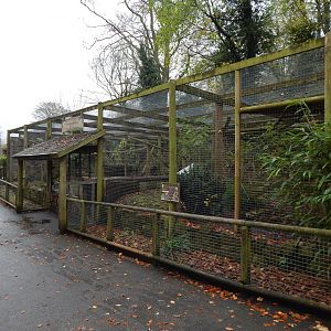 Carpathian lynx enclosure 241122