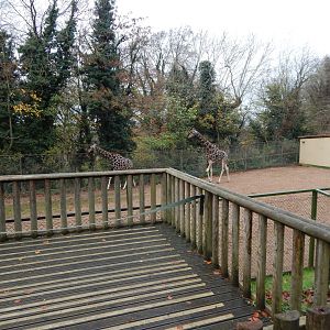 Giraffe enclosure 241122