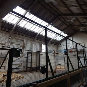 Giraffe House indoors 241122