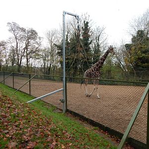 Giraffe enclosure 241122