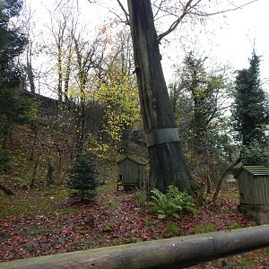 Nepalese red panda enclosure under renovation 241122