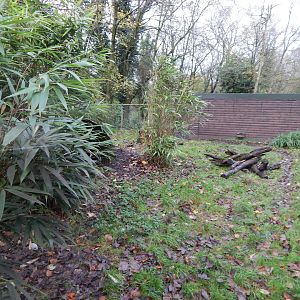 Giant anteater enclosure 241122
