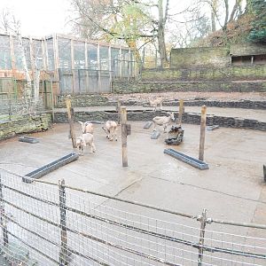 Barbary sheep enclosure 241122