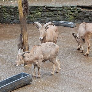 Barbary sheep 241122
