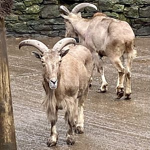 Barbary sheep 241122