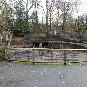 Barbary sheep enclosure 241122