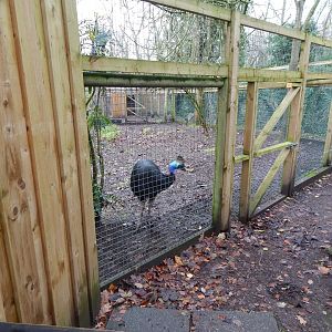 Southern cassowary 241122