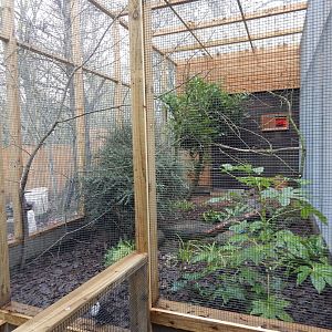 Sumatran laughingthrush aviary 241122