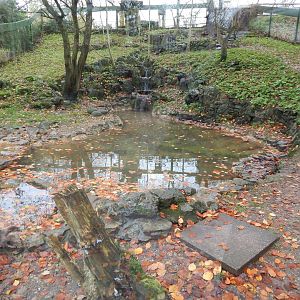 Asian small-clawed otter enclosure 241122