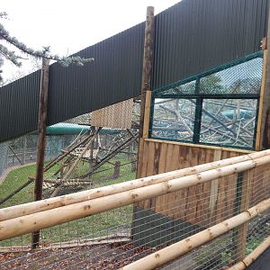 Orangutan enclosure 241122