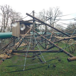 Orangutan enclosure 241122