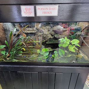 Reptile Lagoon, SOTB - Dyeing poison dart frogs