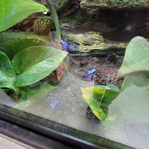 Reptile Lagoon, SOTB - Dyeing poison dart frogs