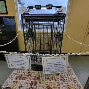 Reptile Lagoon, SOTB - Turqoise-fronted Amazon