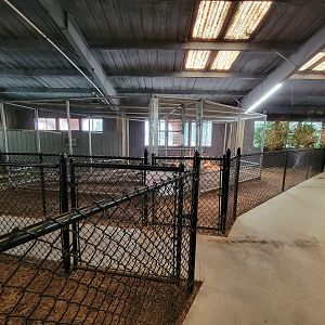 Reptile Lagoon, SOTB - Red tegu