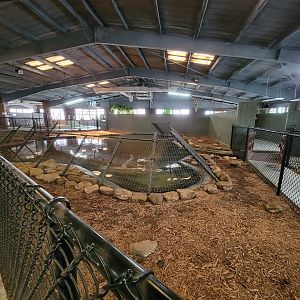 Reptile Lagoon, SOTB - Nile, Nile x Cuban crocs