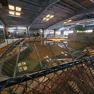 Reptile Lagoon, SOTB - Nile, Nile x Cuban crocs