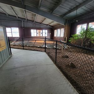 Reptile Lagoon, SOTB - Morelet's Crocodile