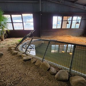 Reptile Lagoon, SOTB - Morelet's crocodile