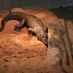 Reptile Lagoon, SOTB - Slender-snouted crocodile