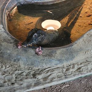 Reptile Lagoon, SOTB - Smooth-fronted caiman