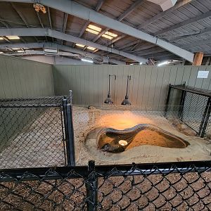 Reptile Lagoon, SOTB - Smooth-fronted caiman