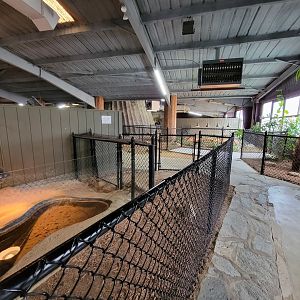 Reptile Lagoon, SOTB - Smooth-fronted caiman, path