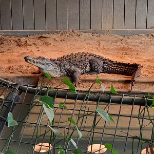 Reptile Lagoon, SOTB - American crocodile